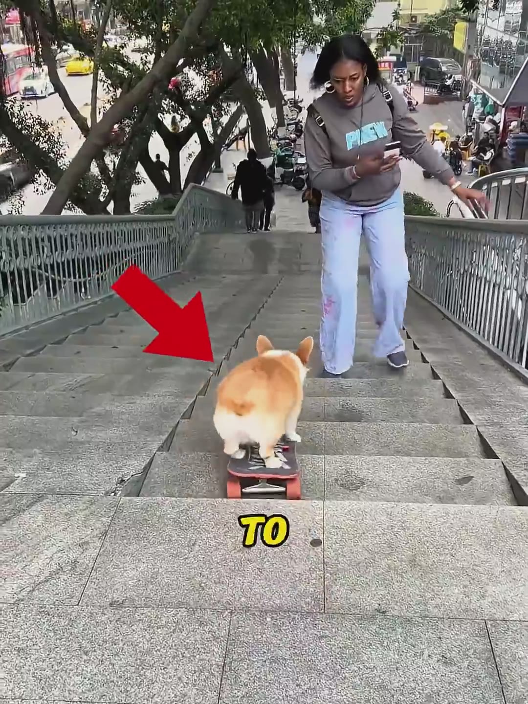 Skater Dog Runs Away in Protest!😱#SkateboardingDog #Corgi#usa#dog#shorts