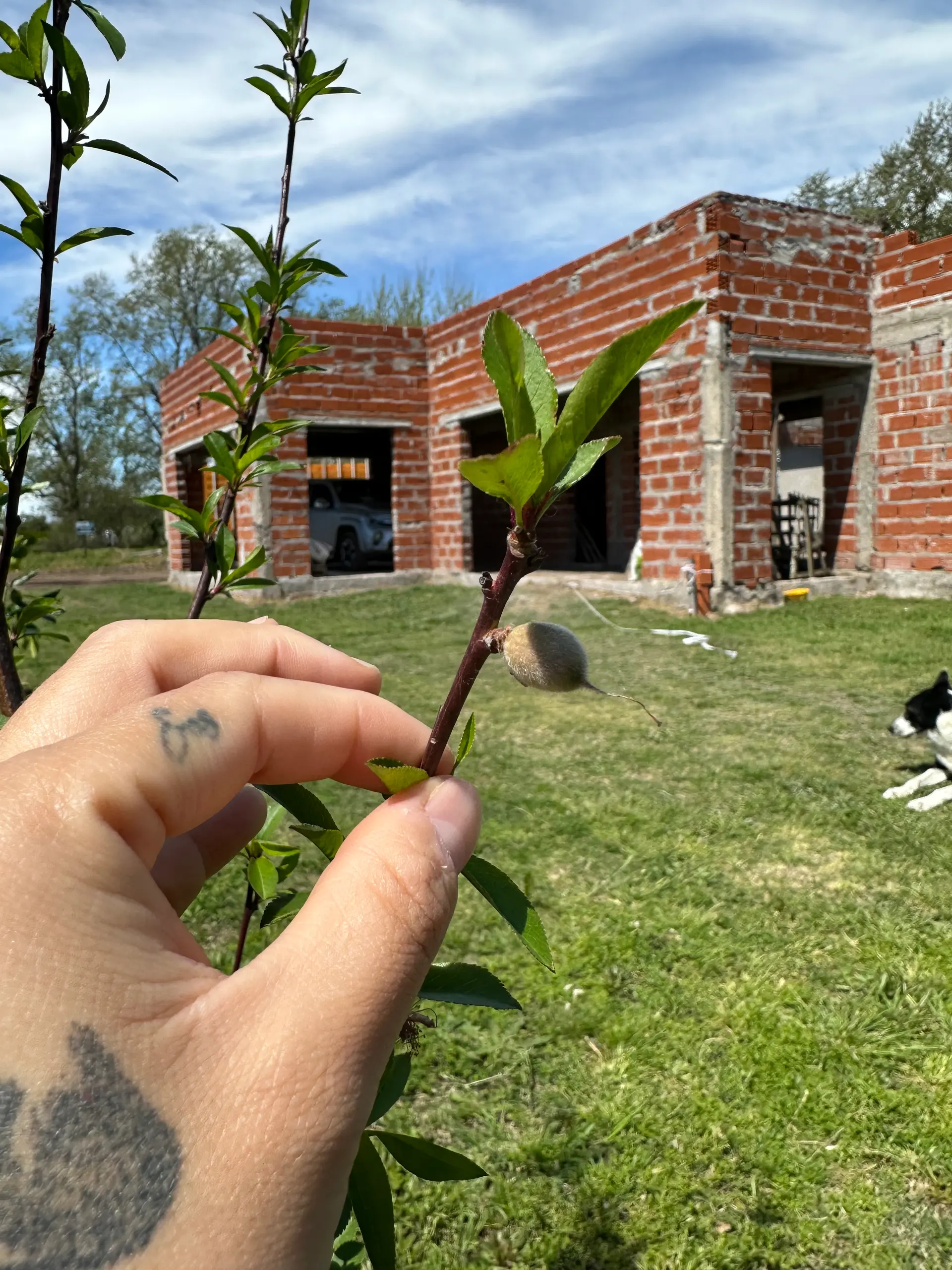 Mi primer cosecha ☺️