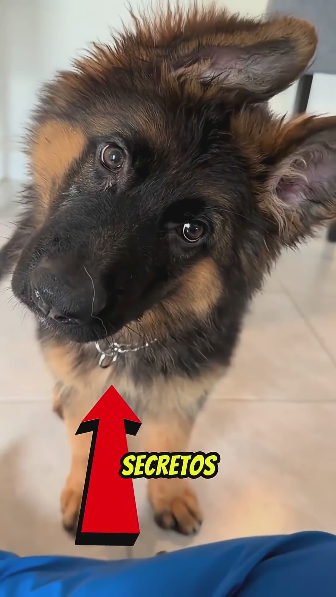 3 Secretos Del PASTOR ALEMÁN Que No Sabías #dog #sabiasque #popular #perros