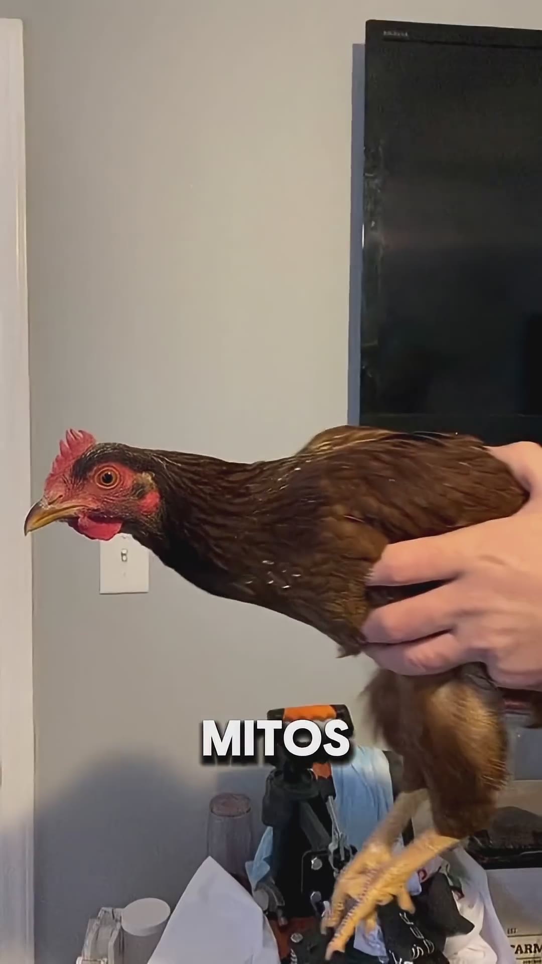 Todos creen estos mitos sobre animales... pero son falsos 🤯