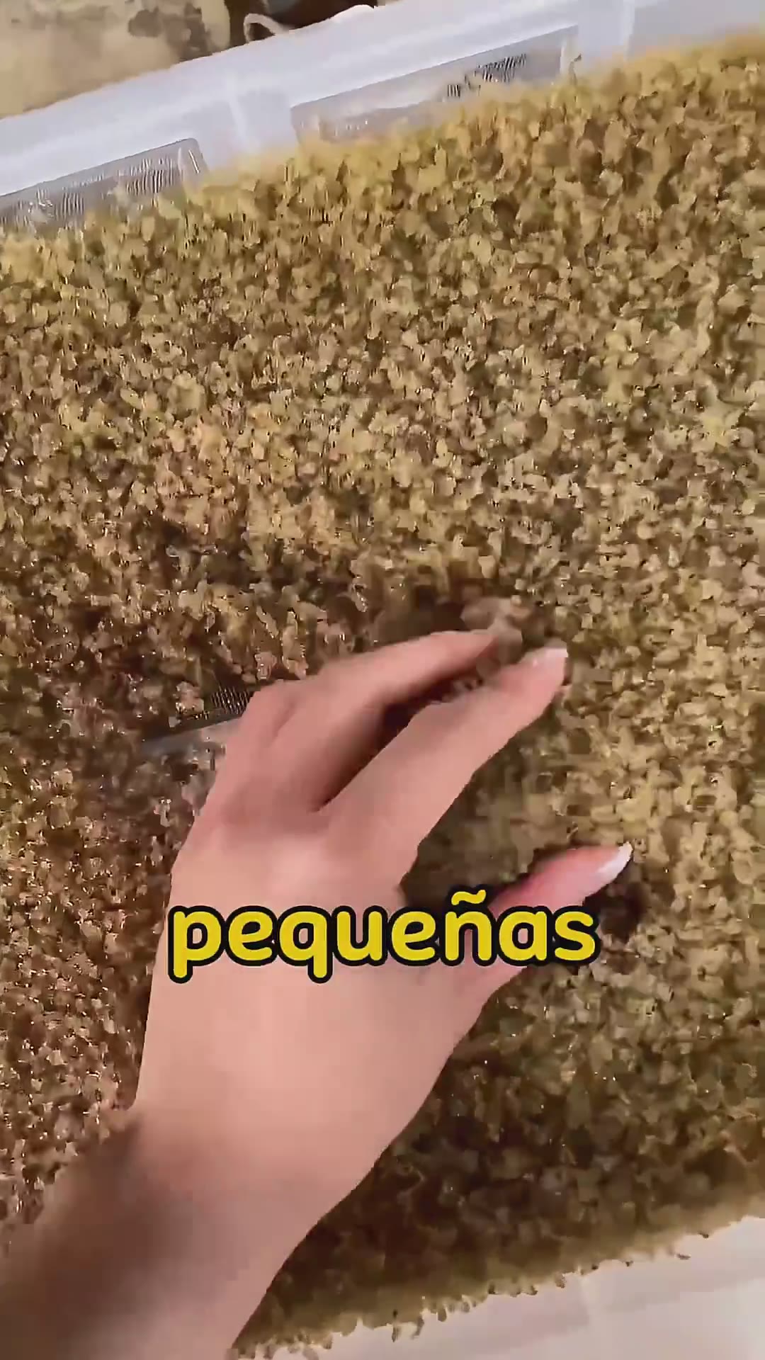 Esta criaturas podrían ser los animales más útiles del planeta #apocalypsecow