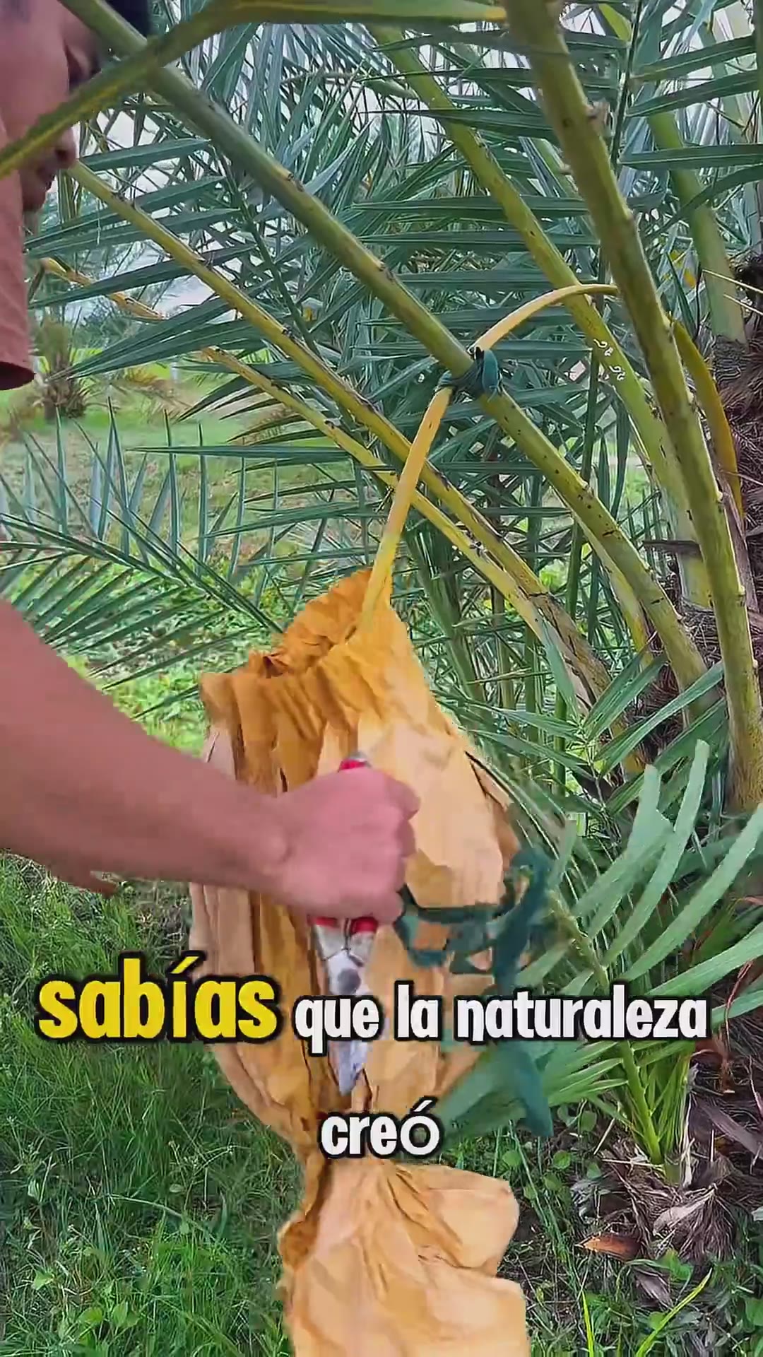 Las 10 frutas MÁS DULCES del mundo 🍯✨ ¿Cuál es tu favorita? 👇#frutas #fruit