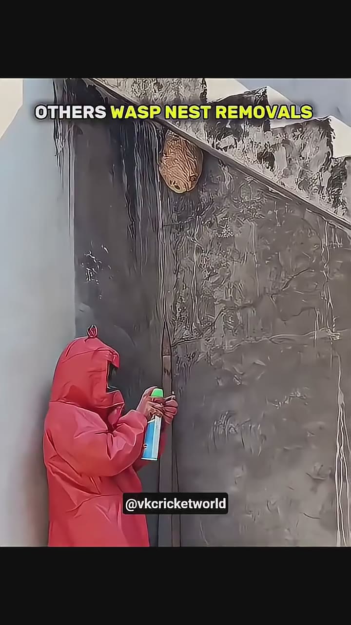 #waspnest #waspremoval #wasp #satisfying#oddlysatisfying #viralvideo #viralshorts #trending #respect
