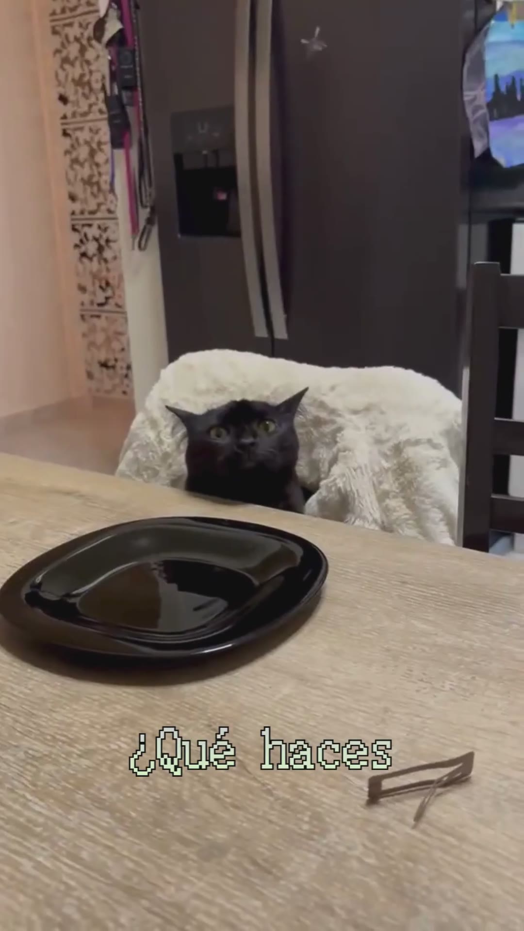 Gatos graciosos: Luna también quiere cenar 🐈‍⬛#GatosDivertidos #mascotasdivertidas