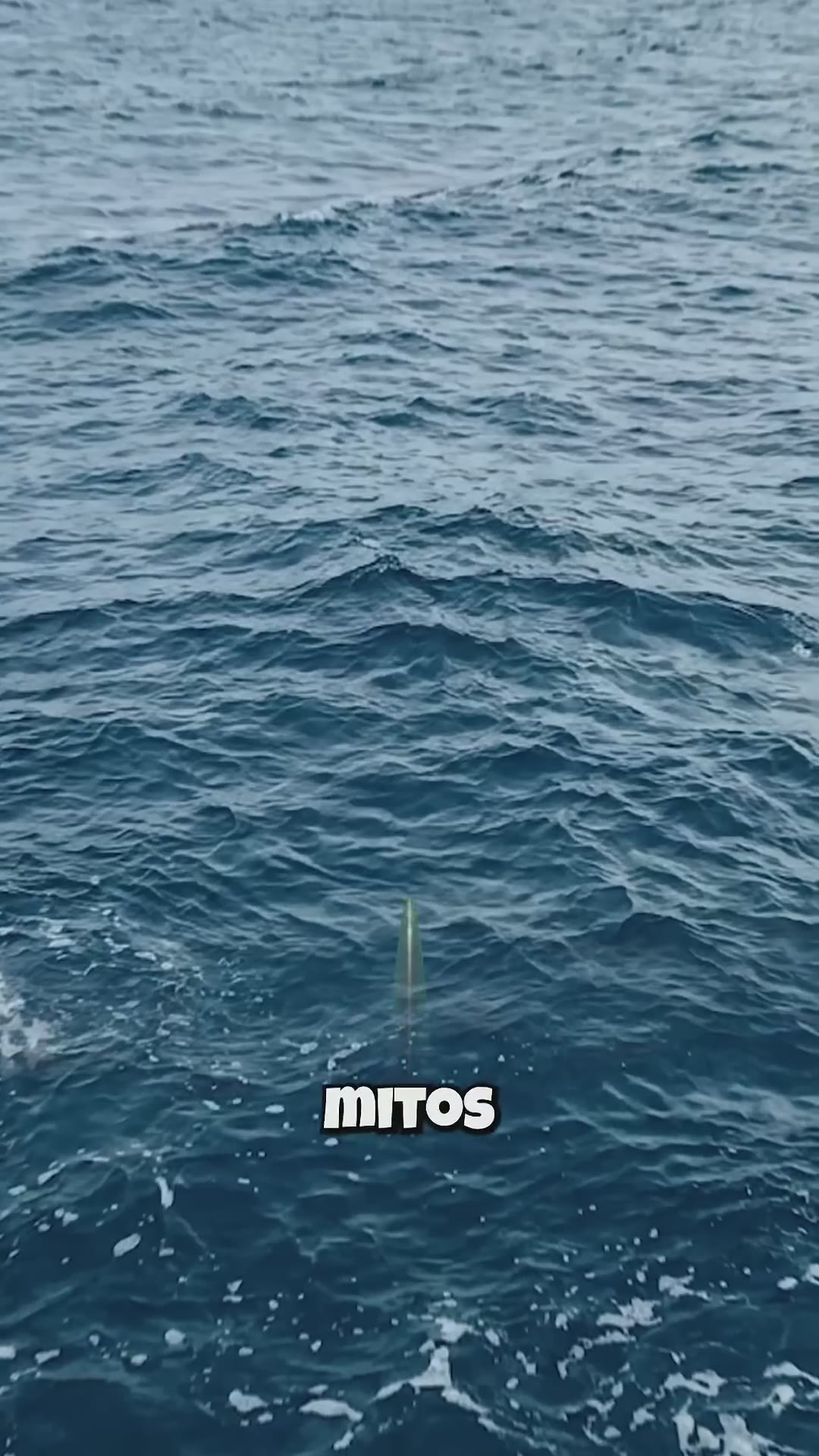 3 Mitos de Tiburones! 😳 #curiosidades #animales # #sabiasque