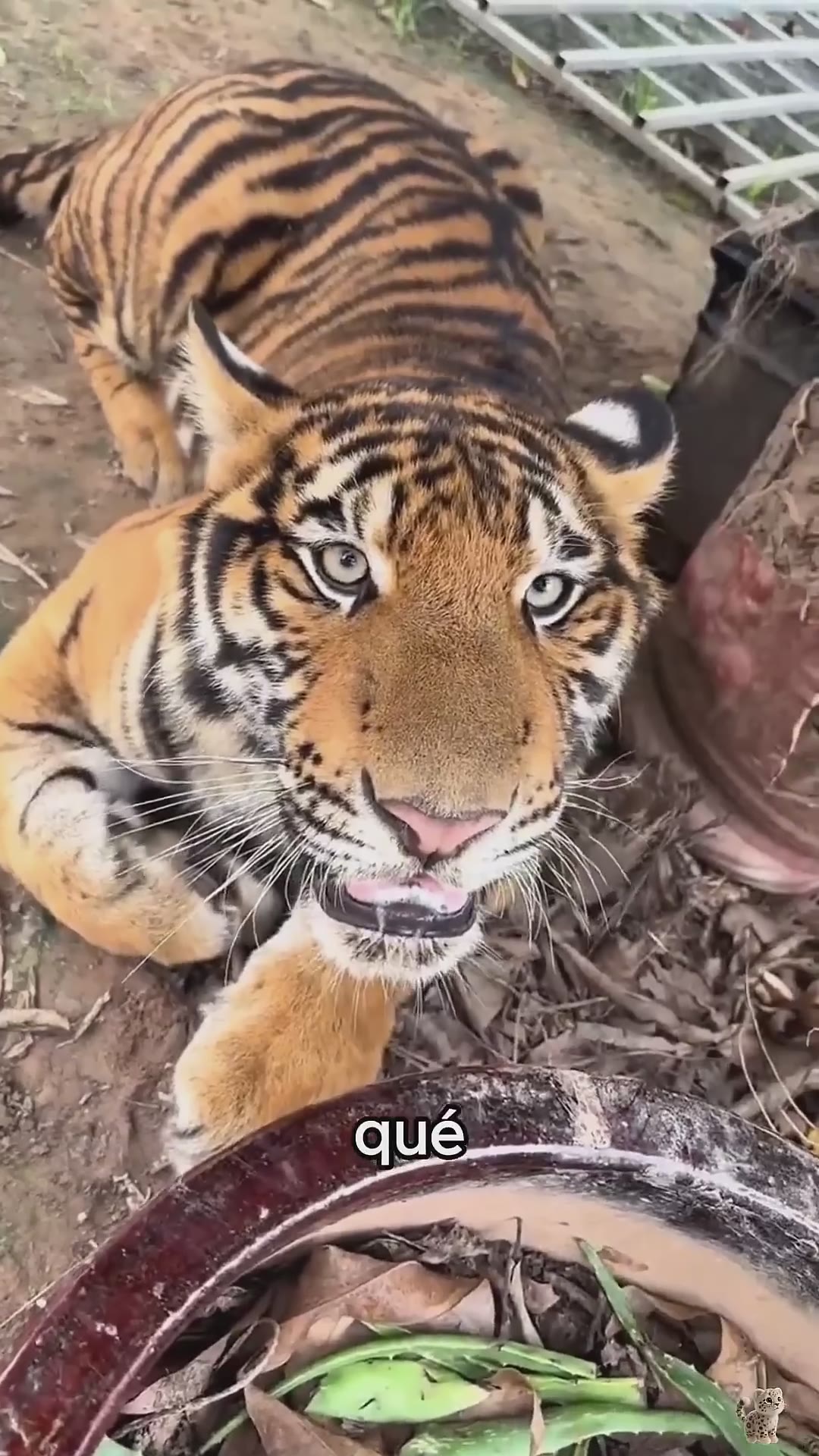 This explains why leopards are impossible to control #animals #foryou #wildlife #bigcats
