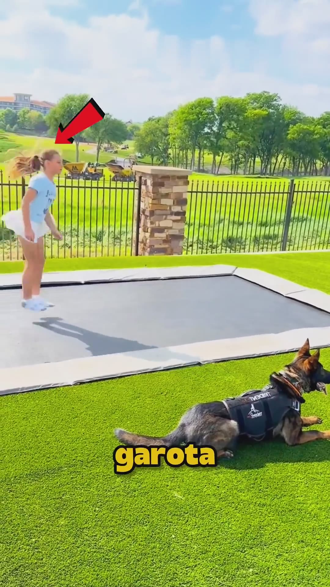 O Cachorro PROTEGE a Garota! #curiosidades #incrível #cachorro