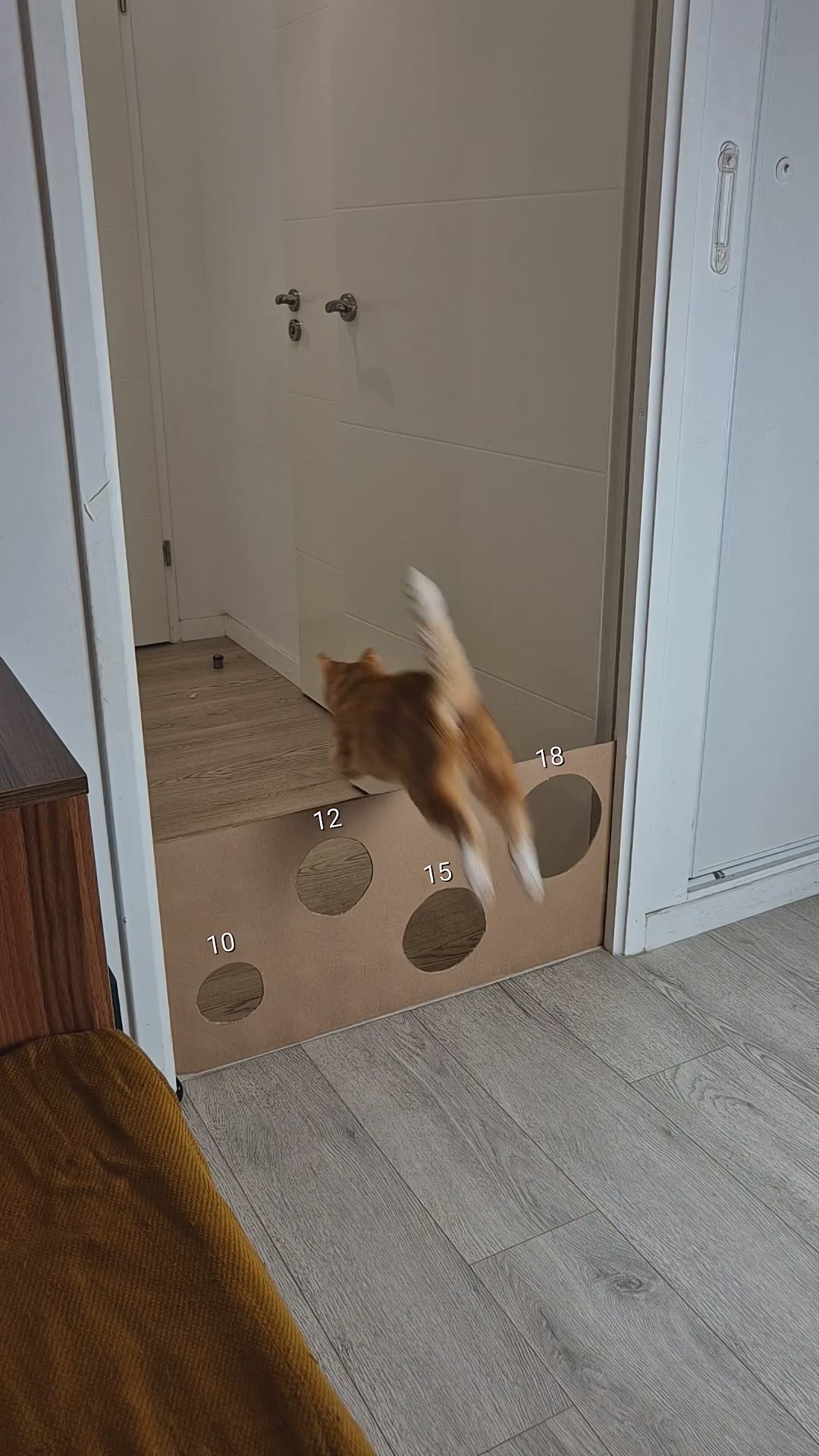 100% ?? #chat #cat #challenge