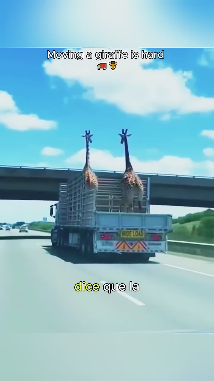 Why can't giraffes be transported lying down? #ScienceTelling #Giraffe #Transportation #Knowledge