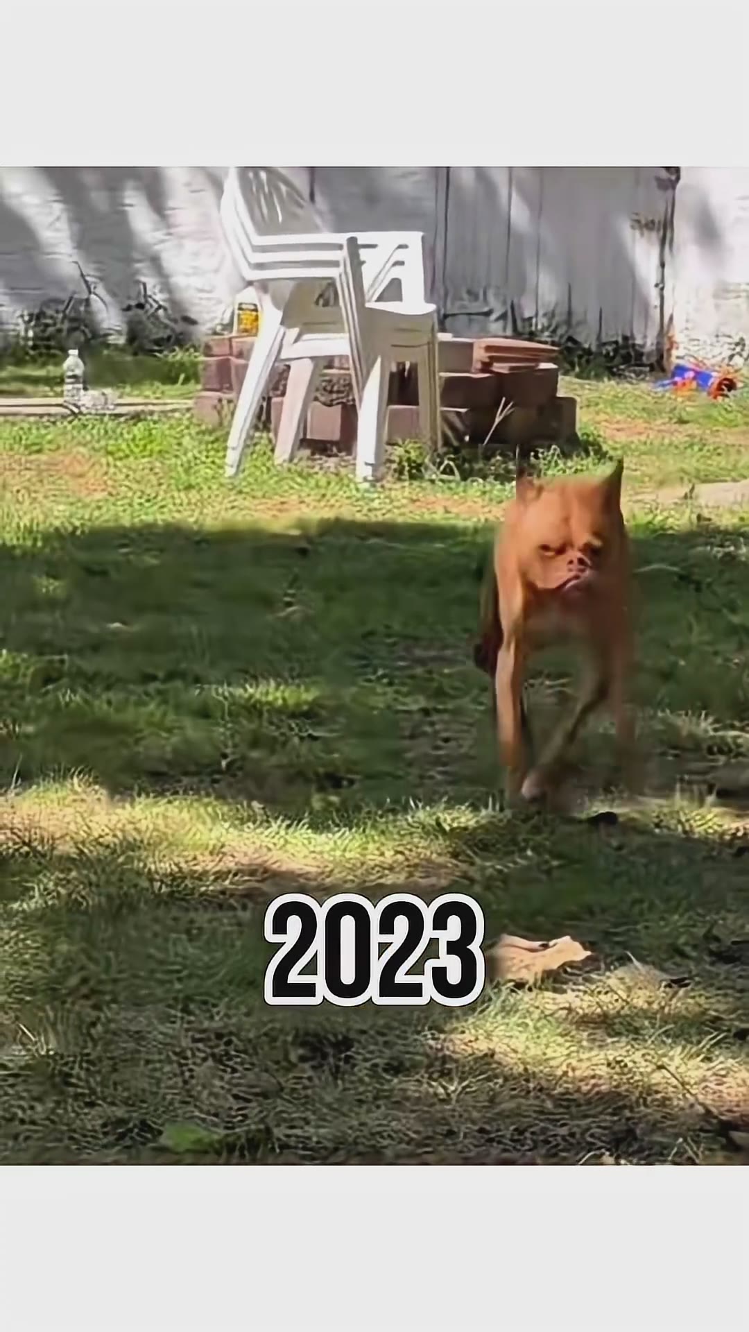 Legendary Dog Memes 🐶😂 THEN vs NOW-Part 2 #DogMemes #LegendaryMemes #ThenVsNow #Shorts