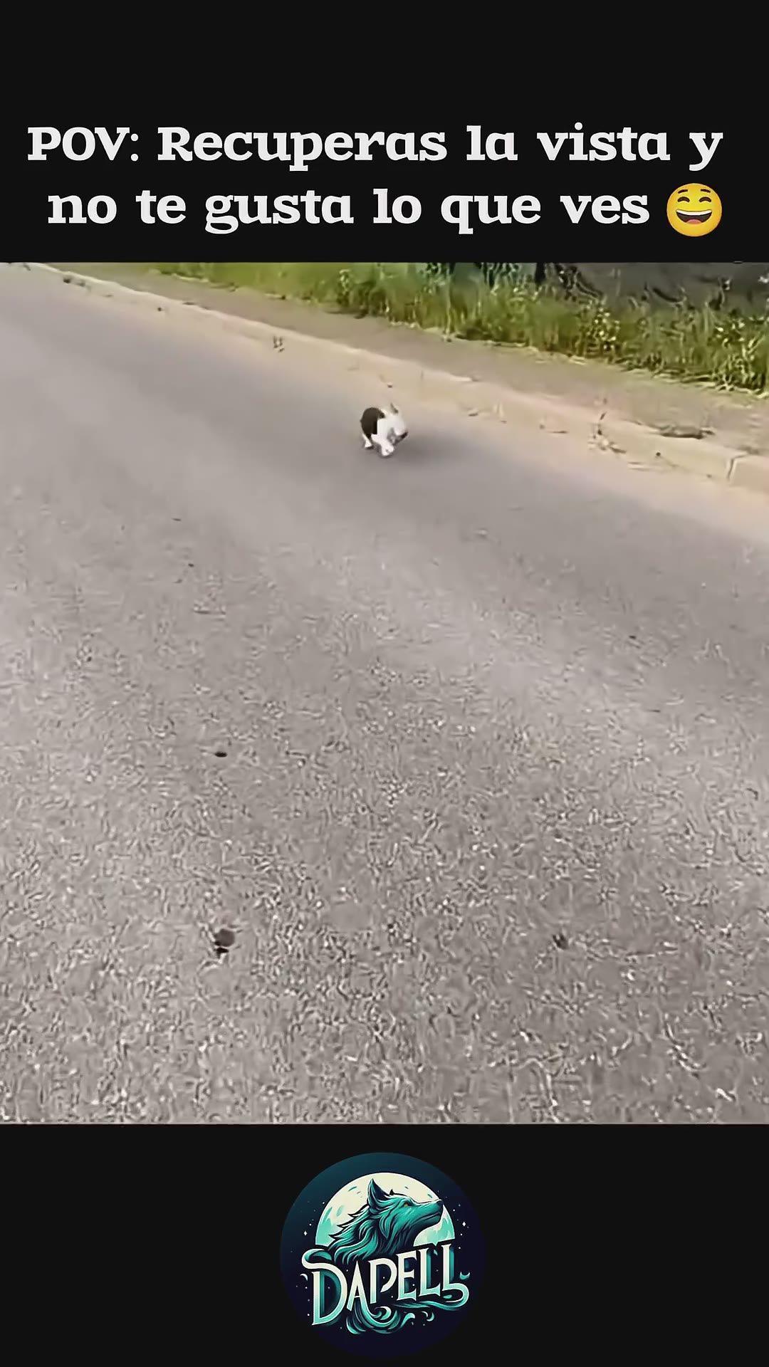 No sé qué le vio en la cara 😂 #gatos #animales